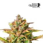 Sweet ZZ Auto - Royal Queen Seeds