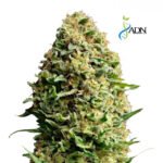 Tutankhamon Fem x3 - ADN Seeds