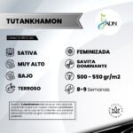 Tutankhamon Fem x3 - ADN Seeds - Imagen 2