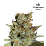 Auto Blueberry - Mariseeds Seleccion