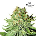 Auto Northern Light - Mariseeds Selección