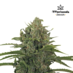 Critical kush Auto - Mariseeds Seleccion