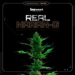 Real Naran-g Fem (Fotoperiodica) - Bioweed