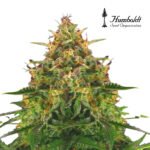 Chem Bomb Auto x3 - Humboldt seeds