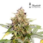 Chocolate Mint Og Auto x3 -Humboldt Seeds
