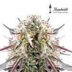 Ice Cream Cake Fast Flowering x3 - Humboldt Seeds