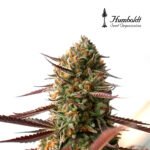 Ghost of NYC Fem x3 - Humboldt Seeds