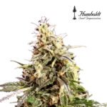 Pinneaple Chem Auto x3 - Humboldt Seeds