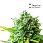 Mango OG Auto x3 - Humboldt Seeds