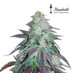 OGKZ Auto x3 - Humboldt Seeds