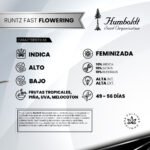 Runtz Fast Flowering x3 - Humboldt Seeds - Imagen 2