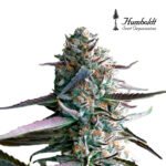 Runtz Fast Flowering x3 - Humboldt Seeds