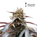 White Runtz Fast Flowering x3 - Humboldt Seeds