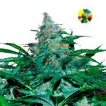 Amnesia Ryder Auto x3 - World Of Seeds