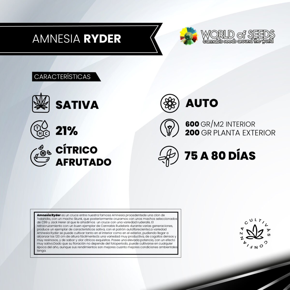 Amnesia Ryder Auto x3 - World Of Seeds - Imagen 2