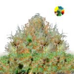 Afghan Kush Special Fem x3 - World Of Seeds