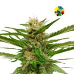 Kilimanjaro Fem x3  - World Of Seeds