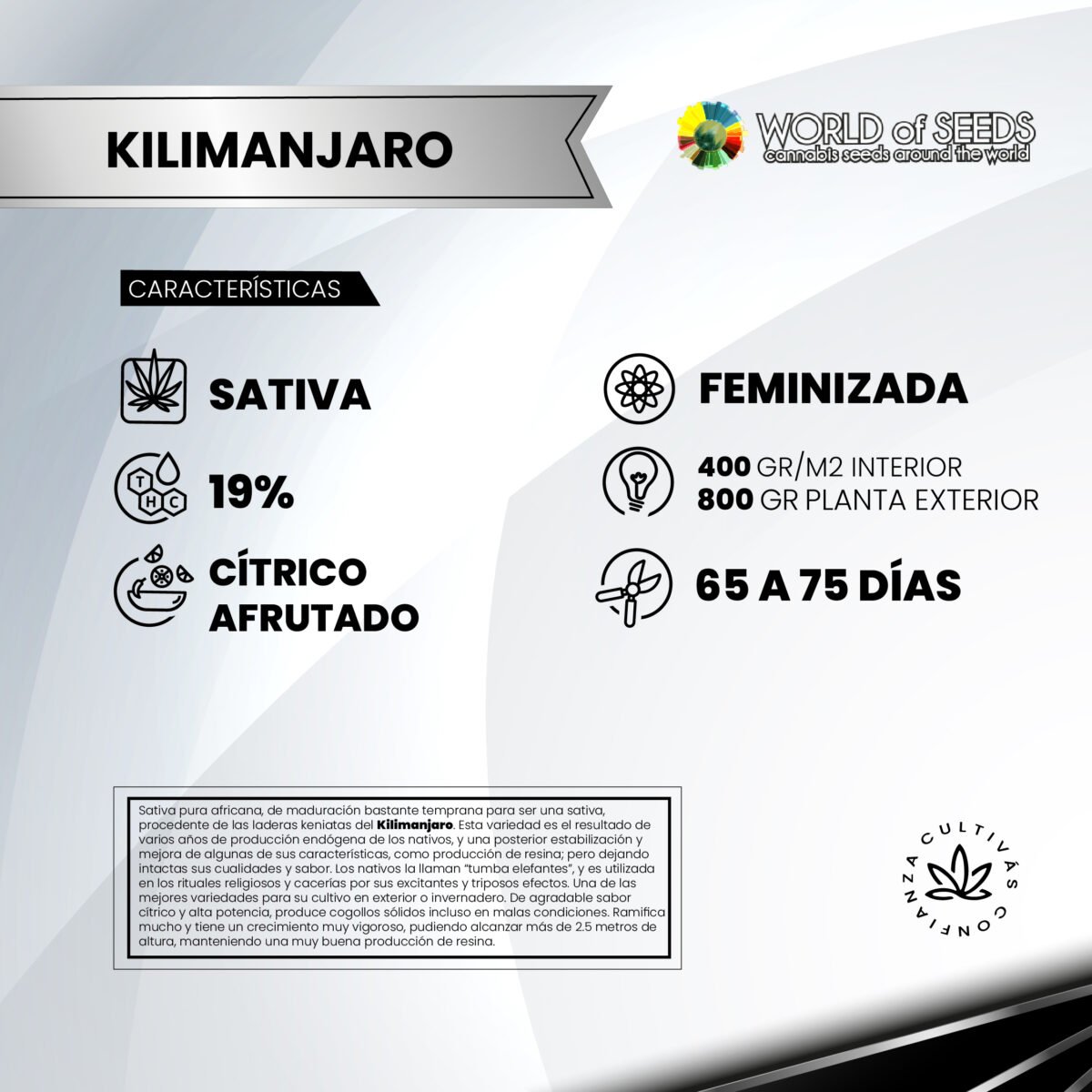 Kilimanjaro Fem x3  - World Of Seeds - Imagen 2