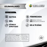 Kilimanjaro Fem x3  - World Of Seeds - Imagen 2