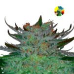 New York 47 Fem x3 - World Of Seeds