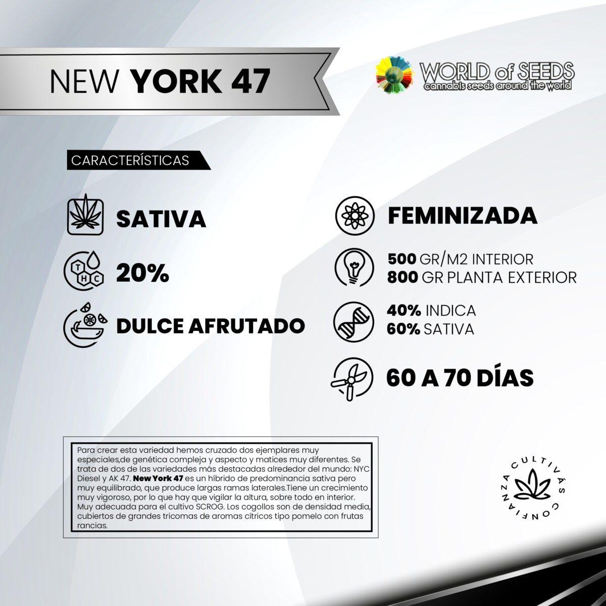 New York 47 Fem x3 - World Of Seeds - Imagen 2