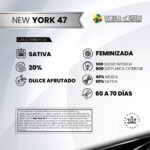 New York 47 Fem x3 - World Of Seeds - Imagen 2