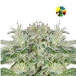 Pakistan Valley Fem x3 - World Of Seeds