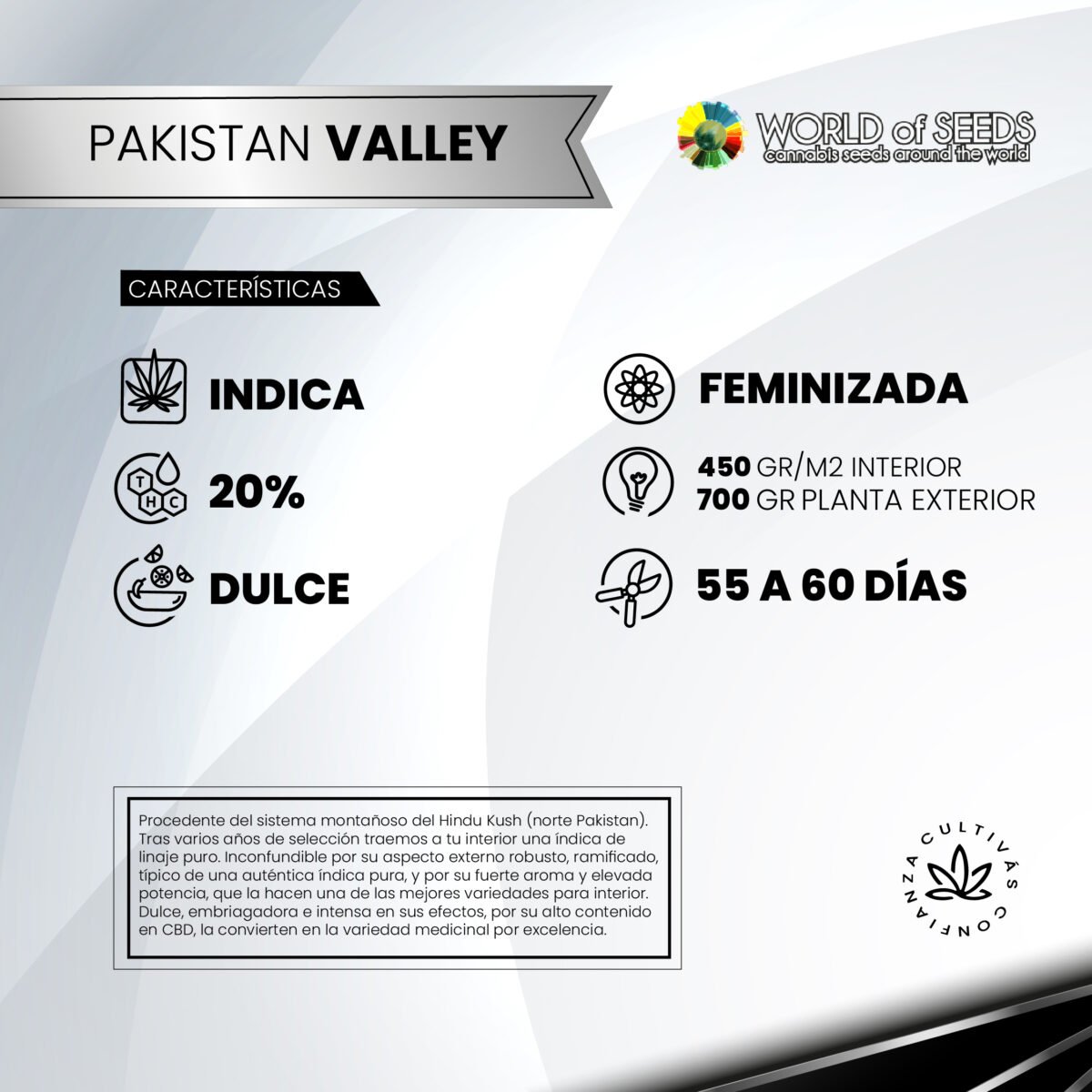 Pakistan Valley Fem x3 - World Of Seeds - Imagen 2