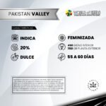 Pakistan Valley Fem x3 - World Of Seeds - Imagen 2