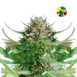 Strawberry Blue Fem x3 - World Of Seeds