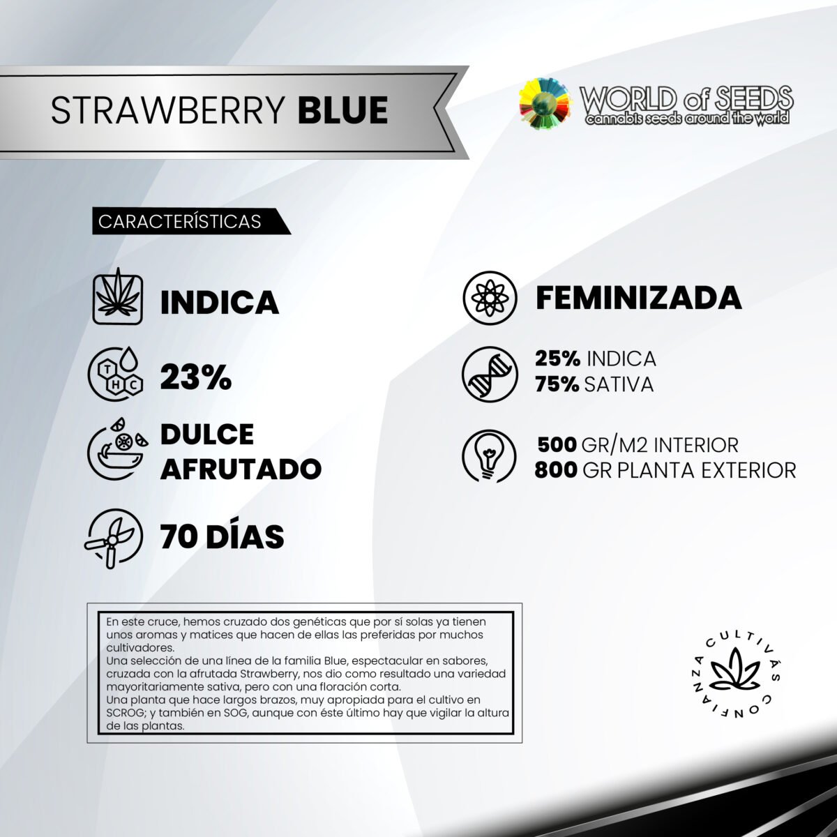 Strawberry Blue Fem x3 - World Of Seeds - Imagen 2