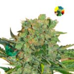 Tonic Ryder CBD Auto x3 - World Of Seeds