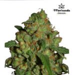 Big Rocket Fem (Fotoperiodica) - Mariseeds Seleccion