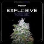 Explosive weed Fem (Fotoperiodica) - Bioweed