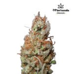 Island Sweet Skunk Fem (Fotoperiodica) - Mariseeds Seleccion