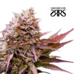 Magnum Cookies Auto - Silver River Seeds x5