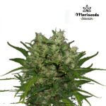 Pomelo Diesel Fem - Mariseeds Seleccion