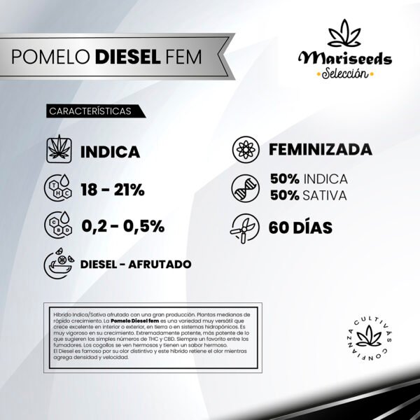 Pomelo Diesel Fem Mariseeds Seleccion Mariseeds