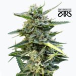 Sour Destro Fem - Silver River Seeds x5