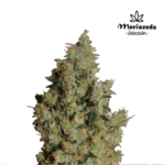 Tangerine Dream Fem (Fotoperiodica) - Mariseeds Seleccion