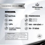 Tangerine Dream Fem (Fotoperiodica) - Mariseeds Seleccion - Imagen 2