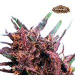 Purple Passion Fem 3+1 - Granel