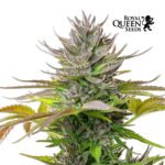 AMG Fem - Royal Queen Seeds