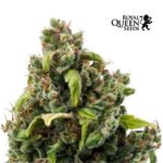 Candy Kush Fem - Royal Queen Seeds
