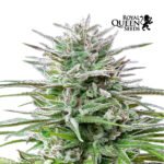 Speed Chile Fem - Royal Queen Seeds
