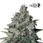 Cookies Gelato Fem - Royal Queen Seeds
