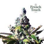 Deedee Regular - French Touch Seeds x3