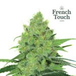 Douce Nuit Fem (Fotoperiodica) - French Touch Seeds x3