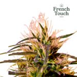 Beldia (Regular) Landrace - French Touch Seeds x5