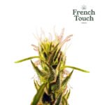 Mangu Karot (Regular) Landrace - French Touch Seeds x5